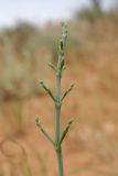 семейство Chenopodiaceae