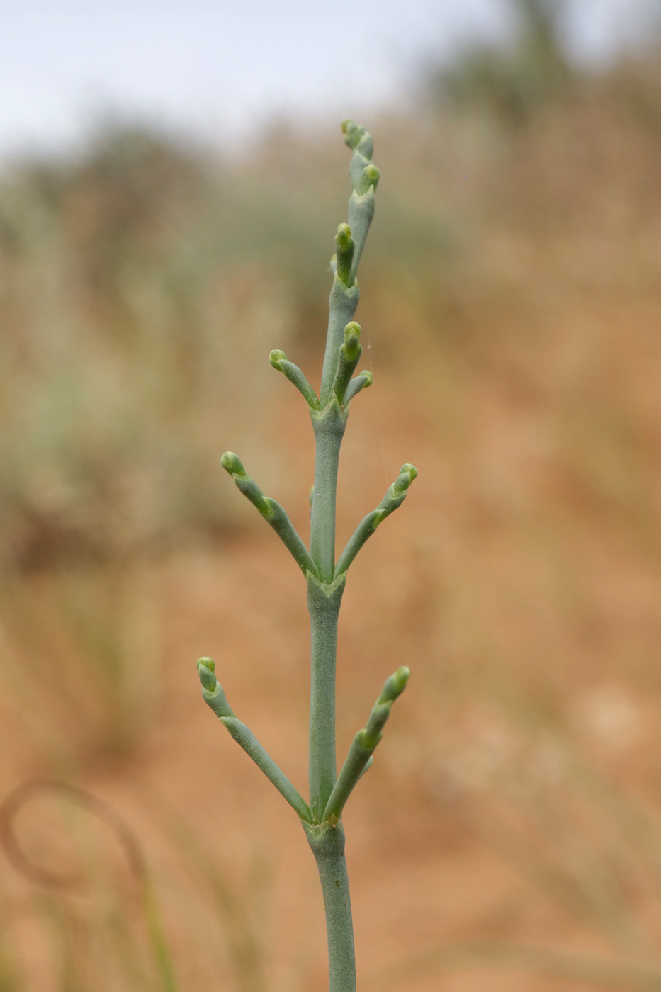 Image of familia Chenopodiaceae specimen.