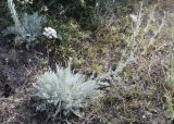 Artemisia tenuisecta