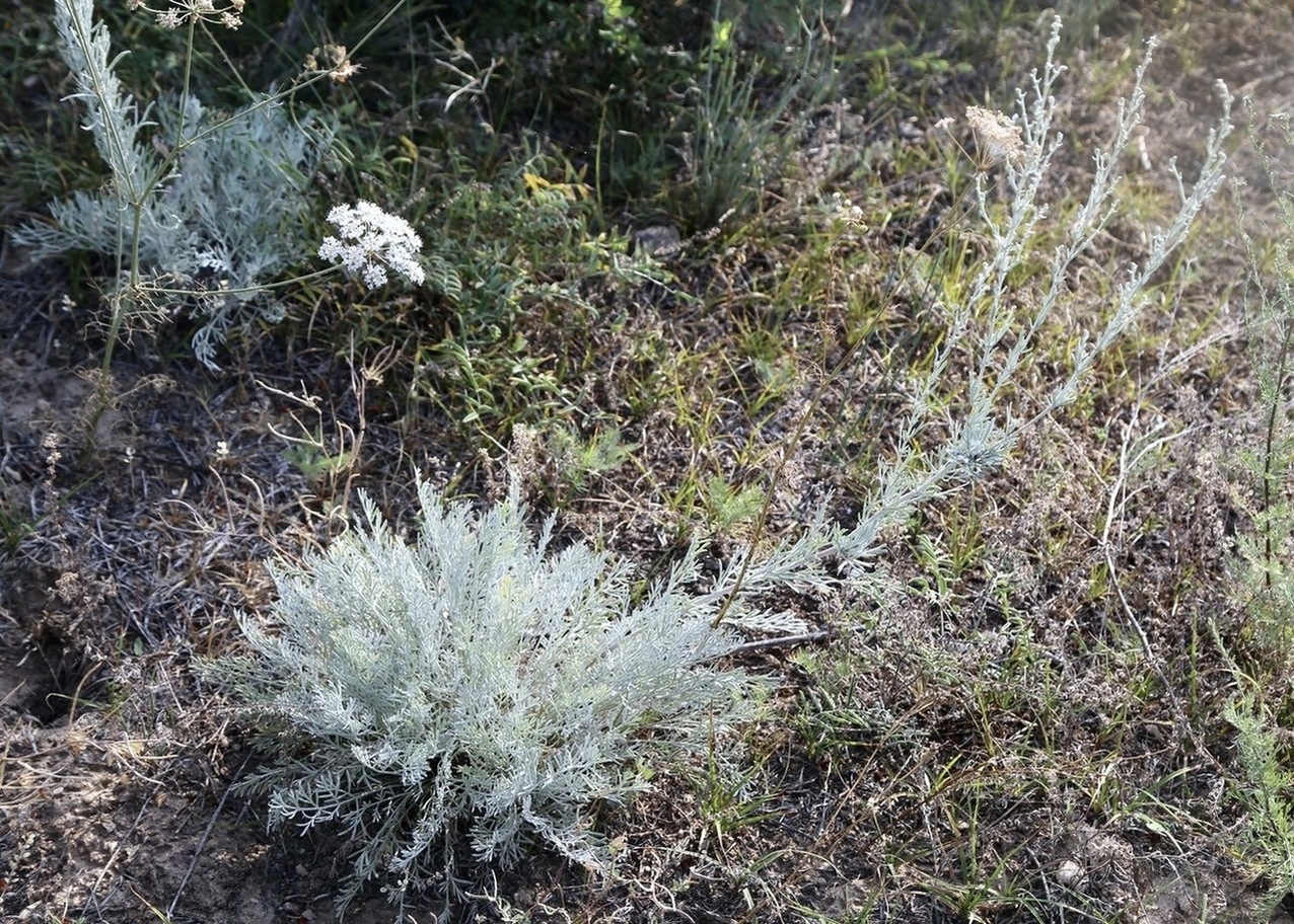 Image of Artemisia tenuisecta specimen.