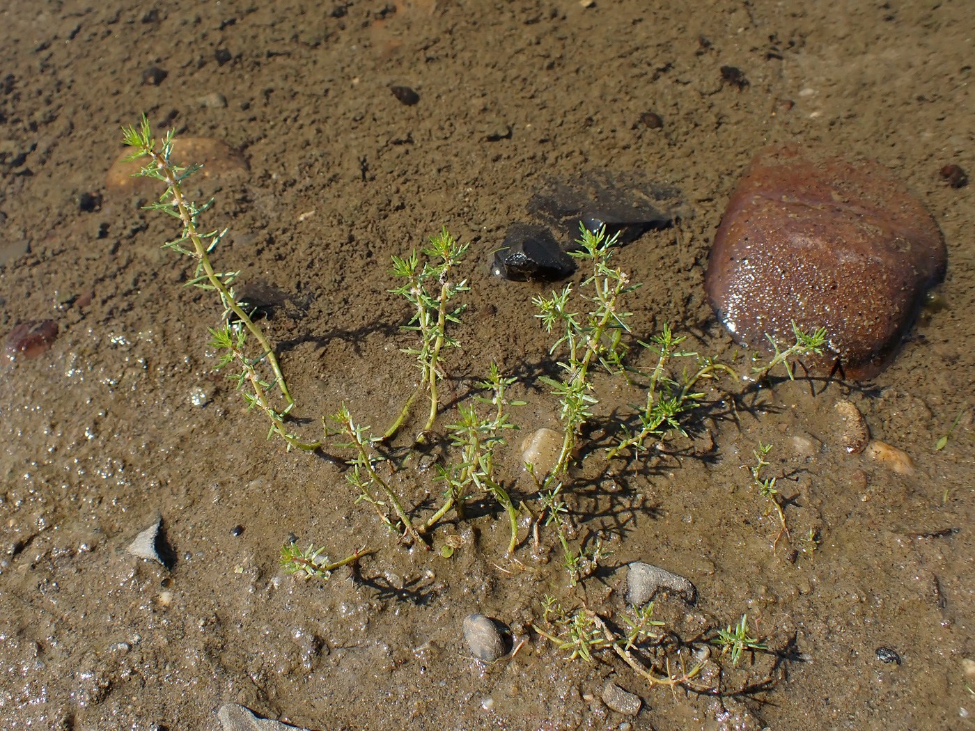 Изображение особи Myriophyllum ussuriense.