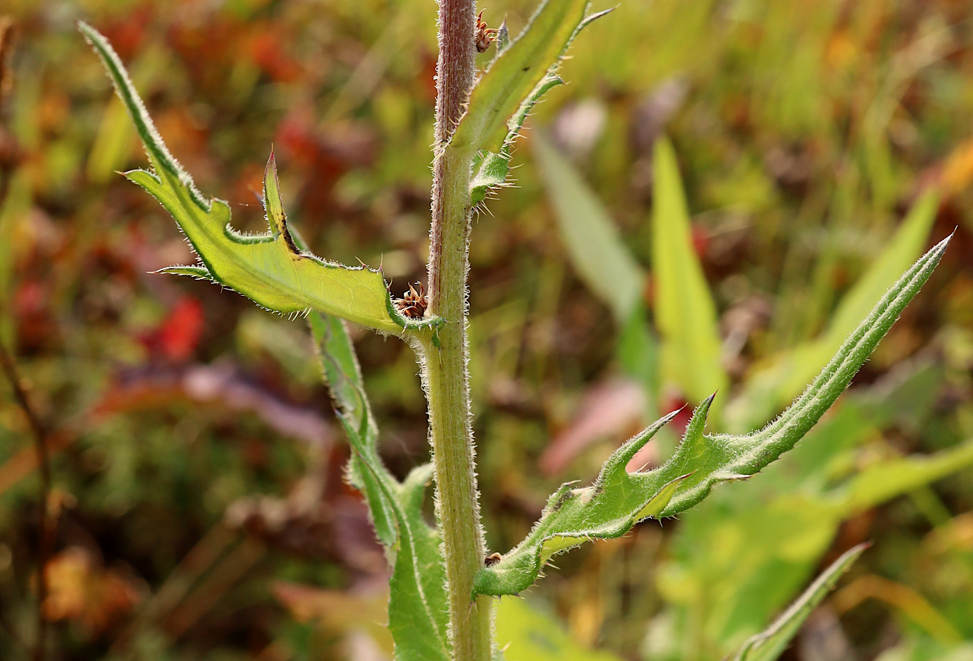 Изображение особи Cirsium helenioides.
