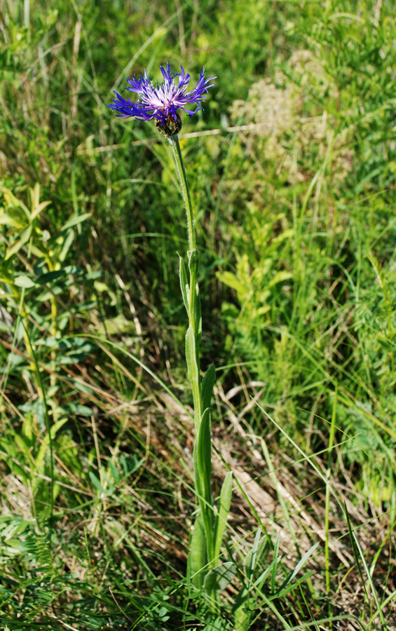 Изображение особи Centaurea tanaitica.