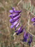 genus Vicia. Соцветие. Таджикистан, Горно-Бадахшанская автономная обл., Шугнанский р-н, окр. кишлака Нимос, дол. р. Гунт, ≈ 2810 м н.у.м., поляна среди зарослей кустарников. 15 июля 2026 г.