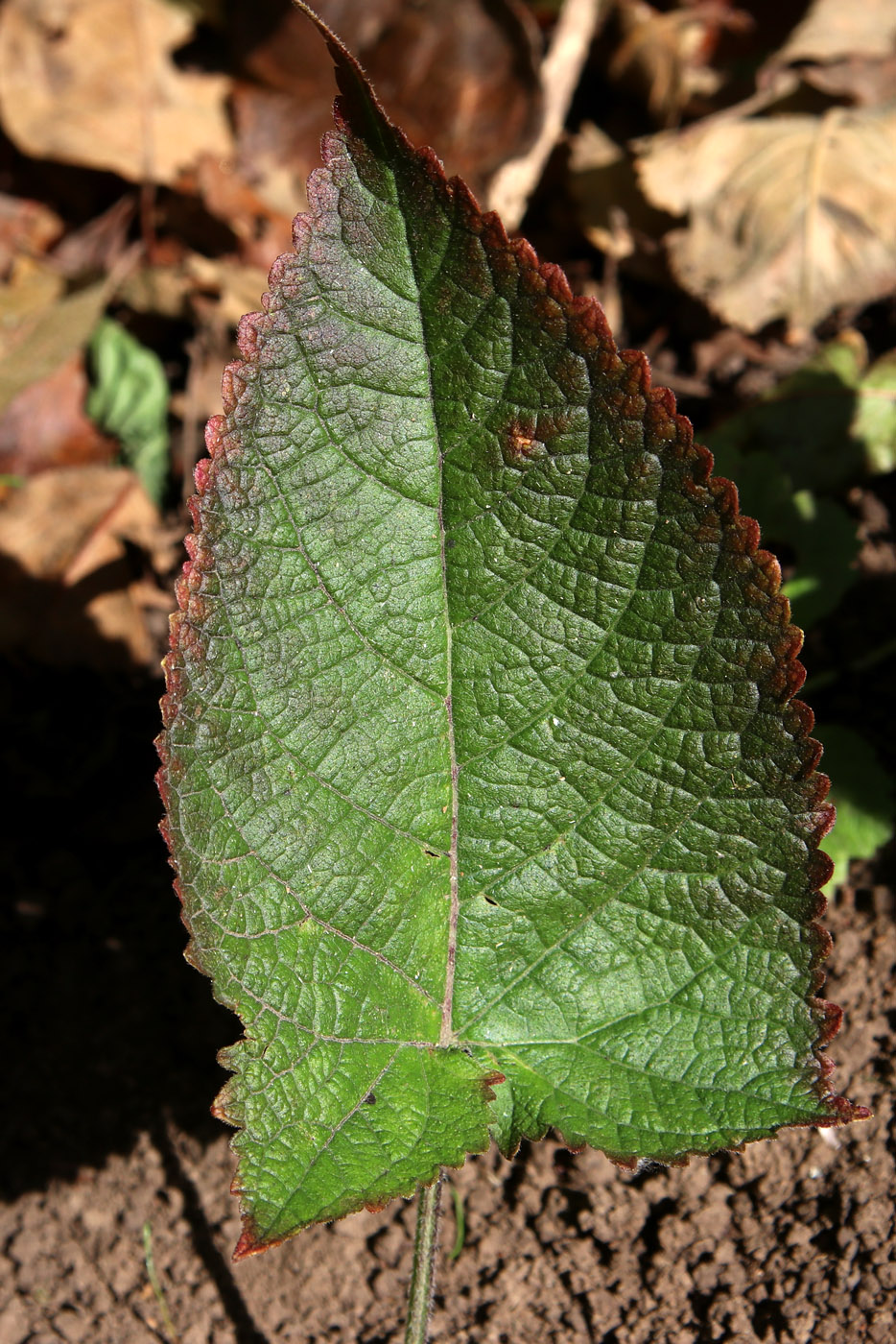 Image of Salvia glutinosa specimen.