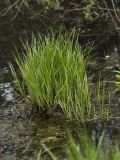 genus Carex. Цветущее растение. Башкортостан, Ишимбайский р-н, окр. села Ишеево. 13.05.2011.