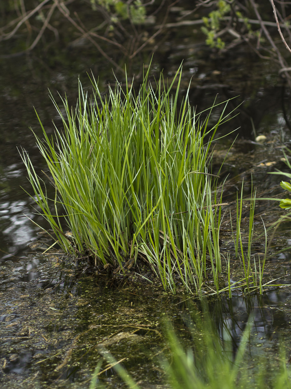 Изображение особи род Carex.