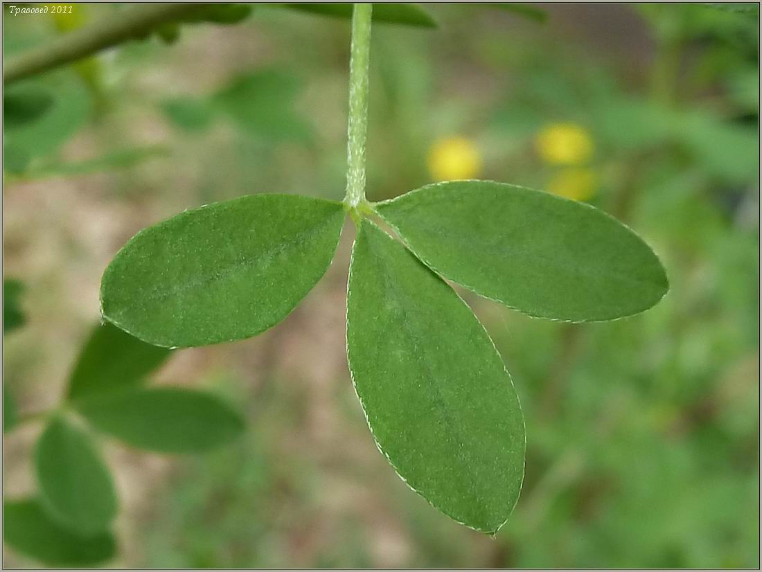 Изображение особи Chamaecytisus ruthenicus.