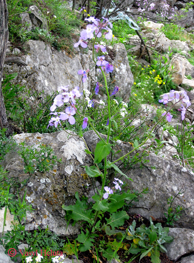 Изображение особи Hesperis steveniana.