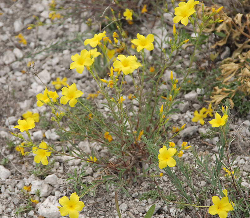 Image of Linum ucranicum specimen.