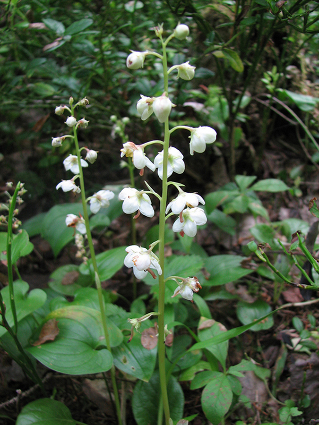 Image of Pyrola rotundifolia specimen.