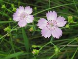 Dianthus versicolor