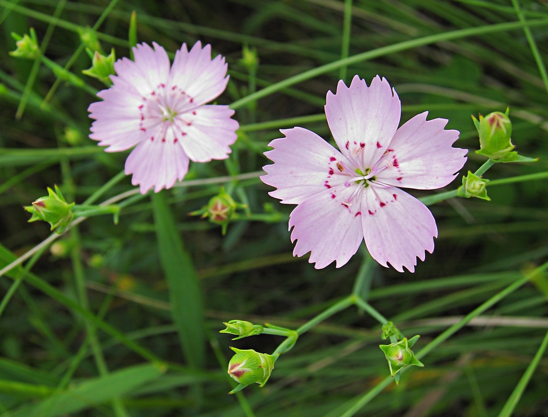 Изображение особи Dianthus versicolor.