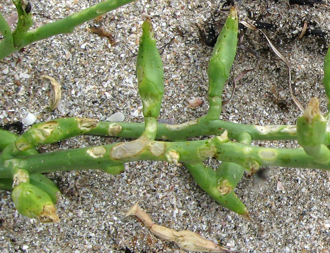 Image of Cakile euxina specimen.