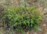 Juniperus turkestanica. Молодой куст стланика. Казахстан, Южно-Казахстанская обл., Угамский хр., верховья ущ. р. Сазаната. 06.05.2011.