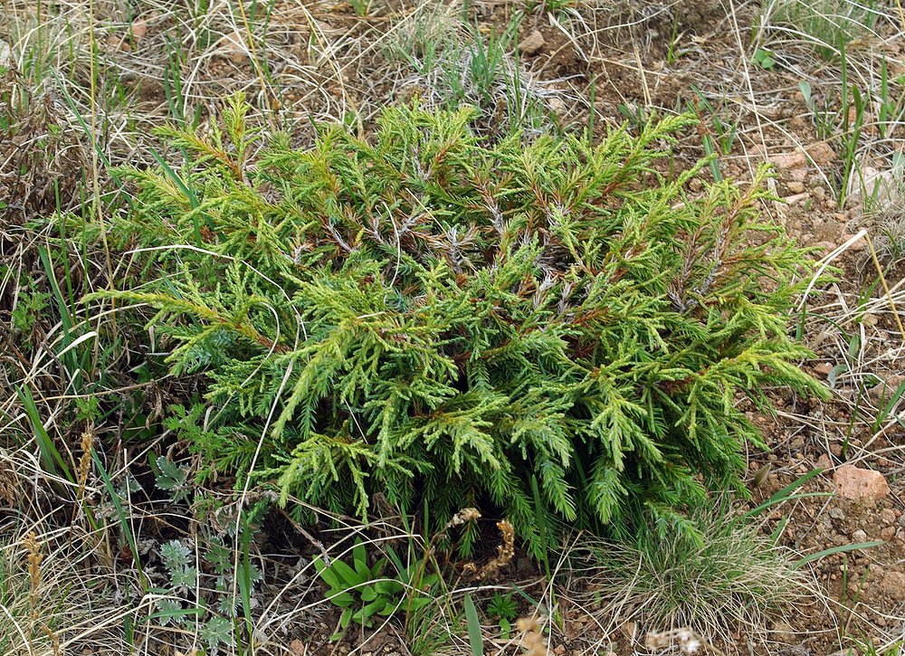 Image of Juniperus turkestanica specimen.