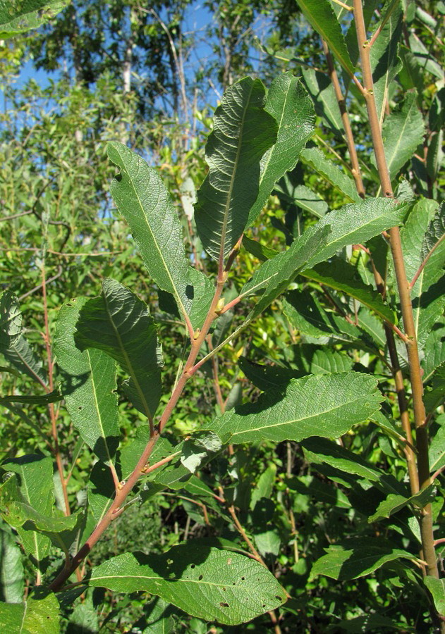Изображение особи Salix × laurina.