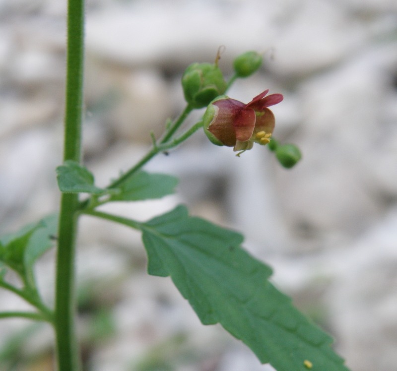 Изображение особи Scrophularia scopolii.