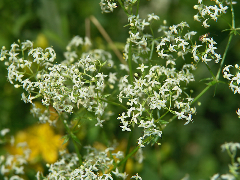 Изображение особи Galium mollugo.