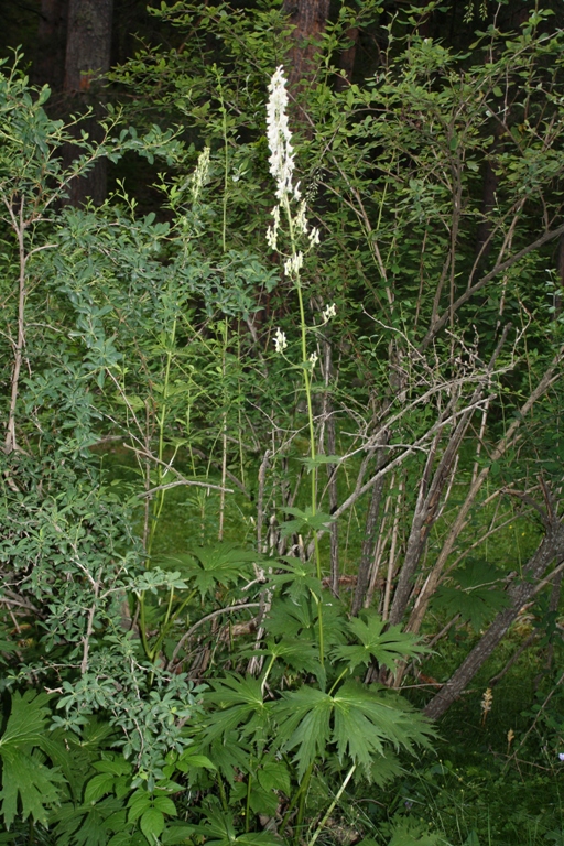 Изображение особи Aconitum orientale.