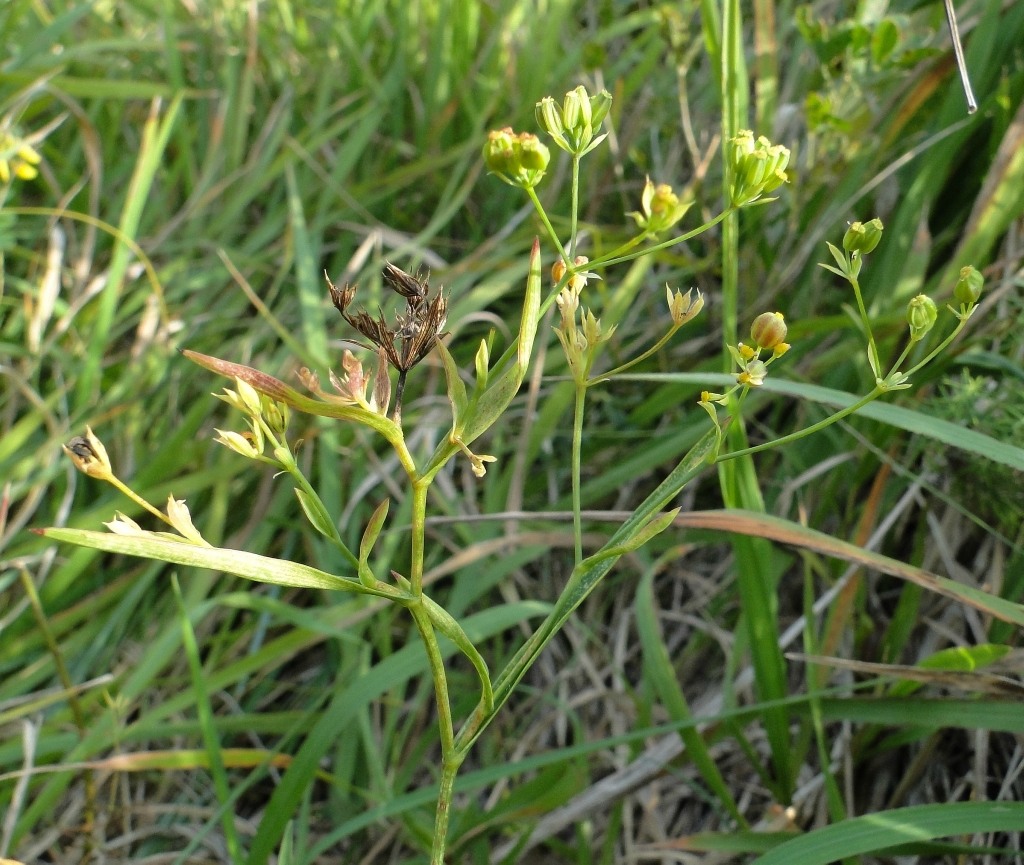 Изображение особи Bupleurum falcatum.