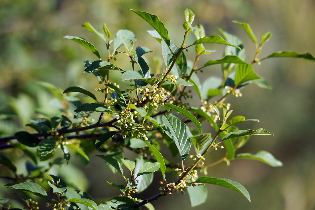 Изображение особи Frangula alnus.