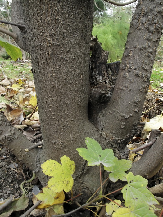 Image of Acer pseudoplatanus specimen.