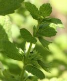 Melissa officinalis