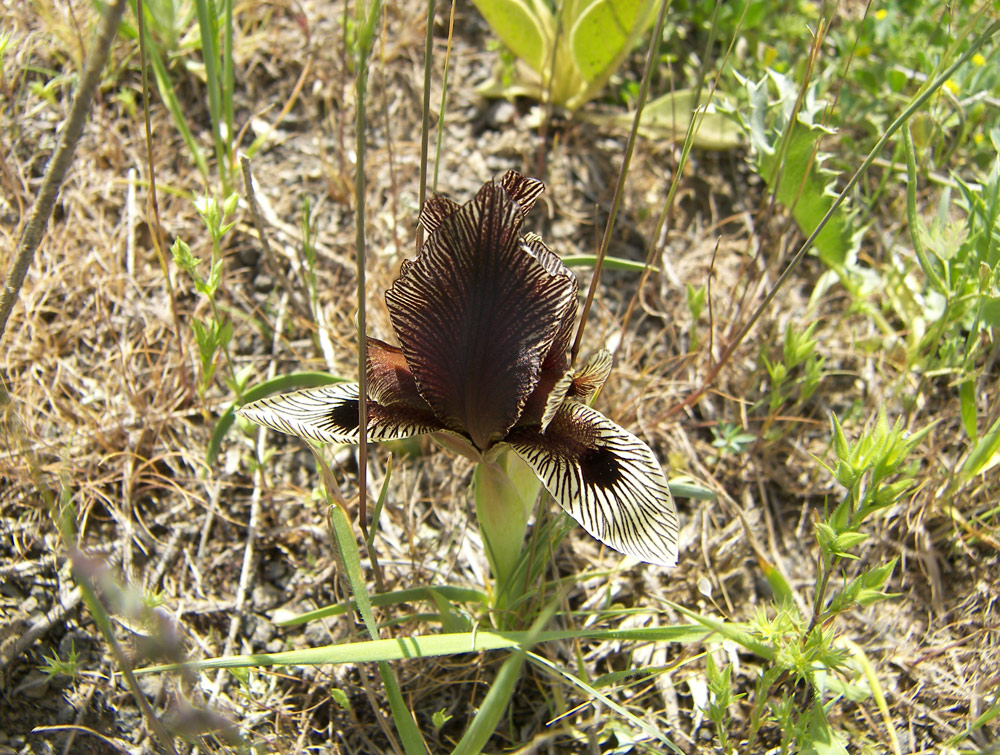 Image of Iris helena specimen.