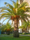 Phoenix canariensis. Взрослое растение. Абхазия, г. Новый Афон, в культуре. 5 ноября 2011 г.