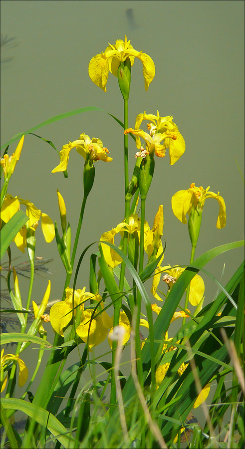 Изображение особи Iris pseudacorus.