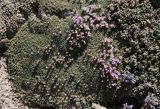 Acantholimon diapensioides. Цветущее растение (справа - Dracocephalum paulsenii). Таджикистан, Памир, восточнее перевала Кой-Тезек, 4200 м н.у.м. 02.08.2011.