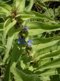 Gentiana cruciata