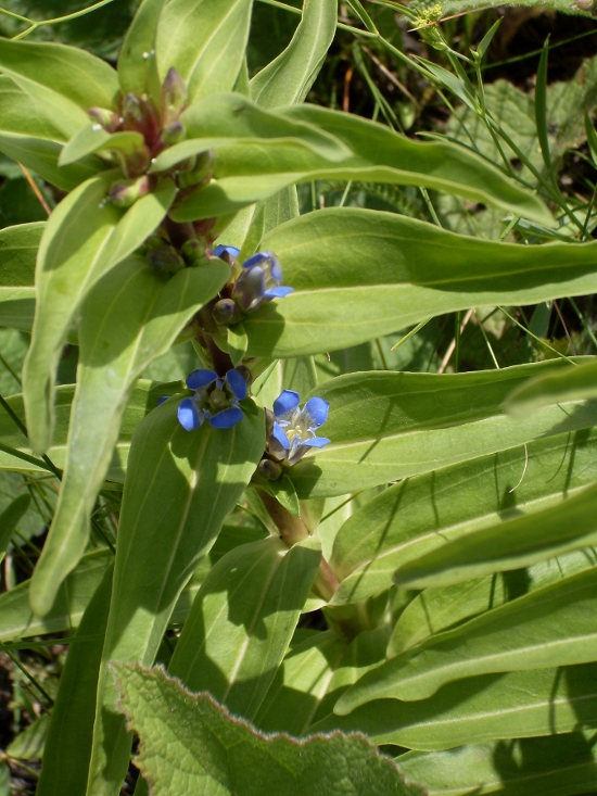 Image of Gentiana cruciata specimen.