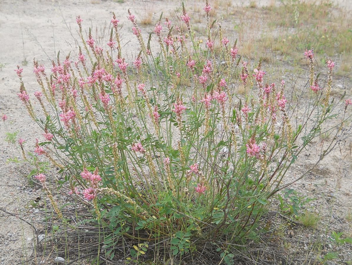 Image of Onobrychis arenaria specimen.