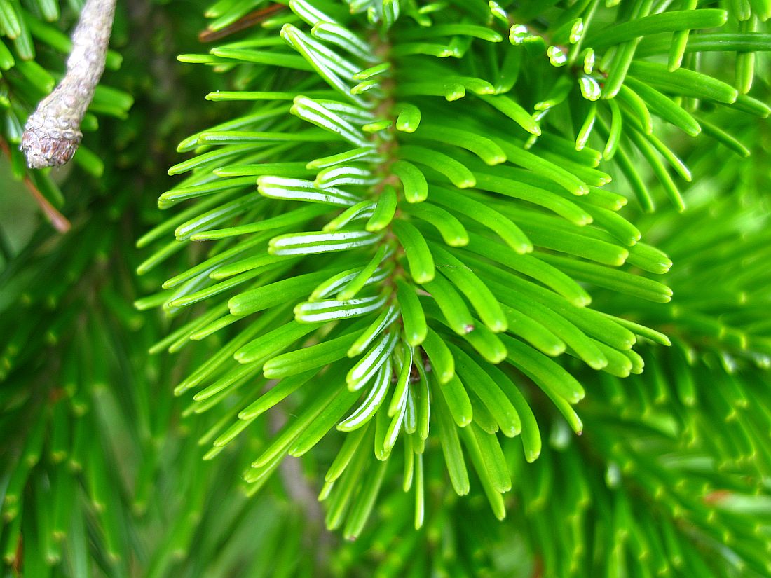 Изображение особи Abies sachalinensis.