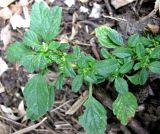 Amaranthus blitum. Верхушка зацветающего побега. Астраханская обл., Камызякский р-н, берег р. Гандурино у переправы возле с. Образцово-Травино. 17.08.2011.