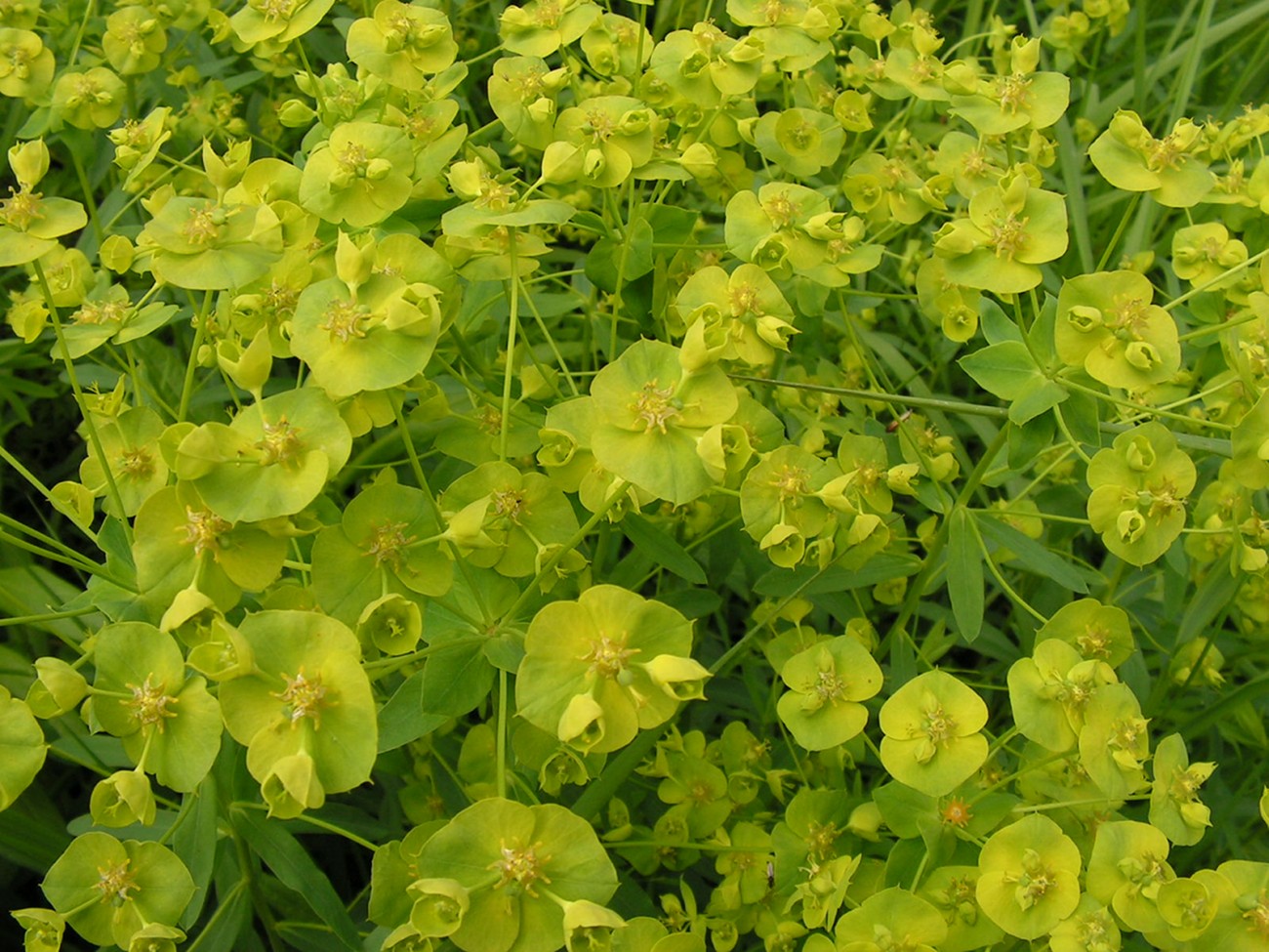 Изображение особи Euphorbia esula.