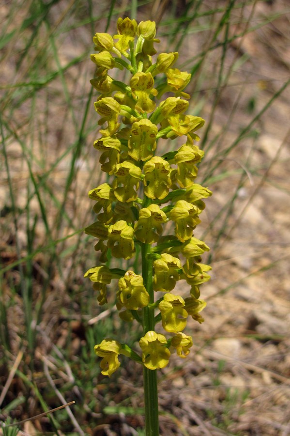 Изображение особи Orchis punctulata.