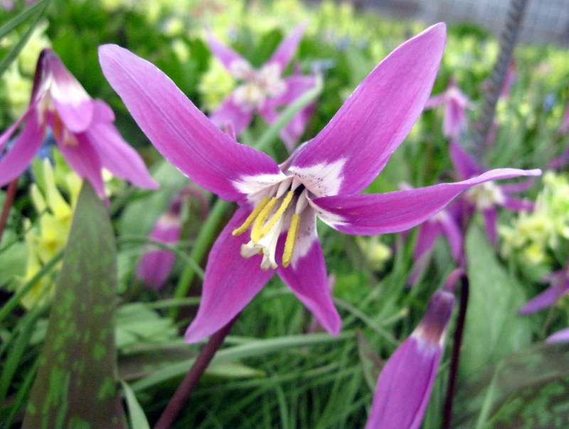 Изображение особи Erythronium sibiricum.