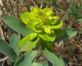 Euphorbia glareosa. Верхушка цветущего растения. Крым, Симферополь, Марьино, степной склон. 9 мая 2012 г.