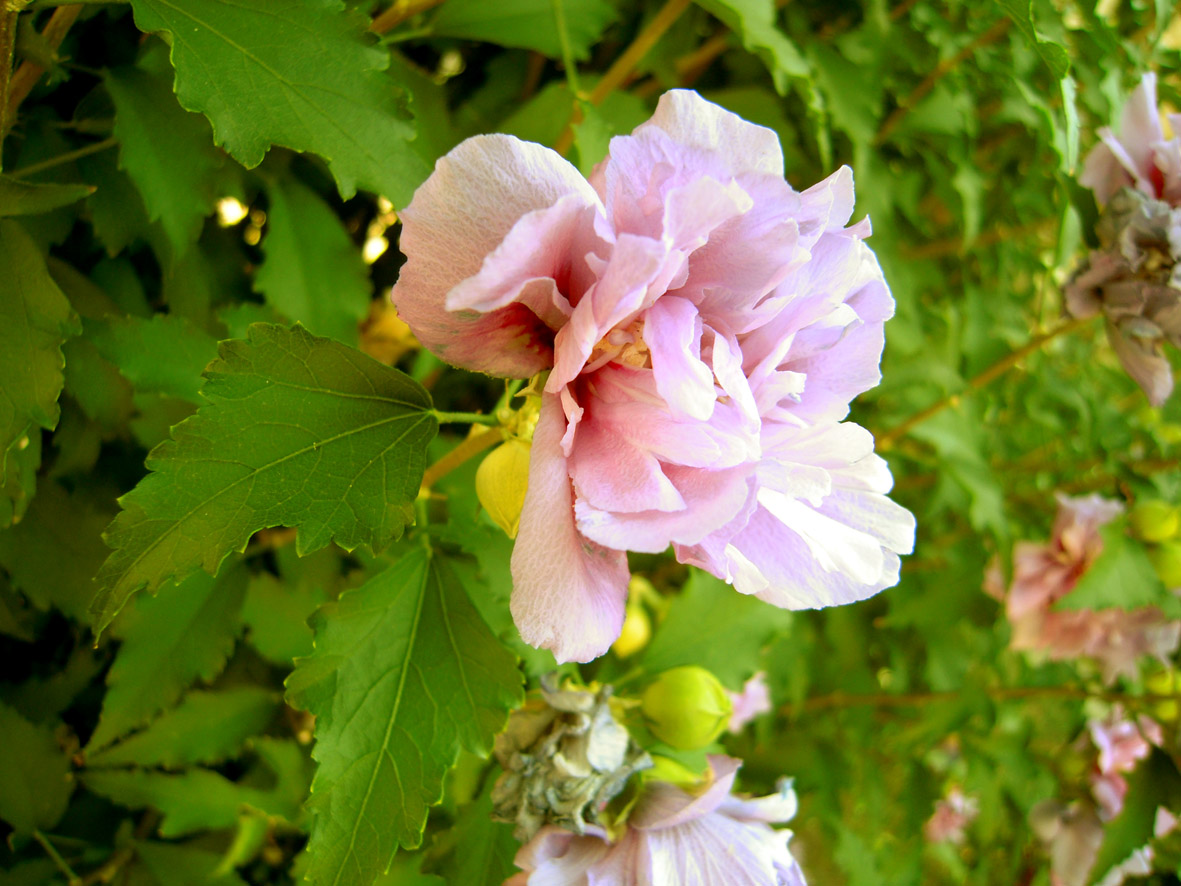 Изображение особи Hibiscus syriacus.