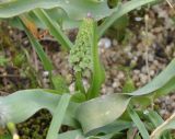 Leopoldia comosa