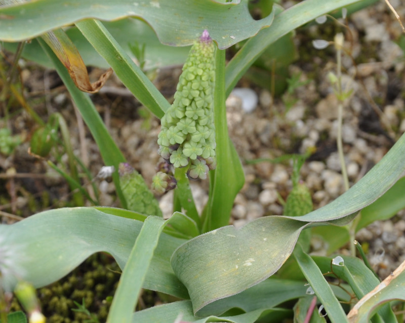 Image of Leopoldia comosa specimen.