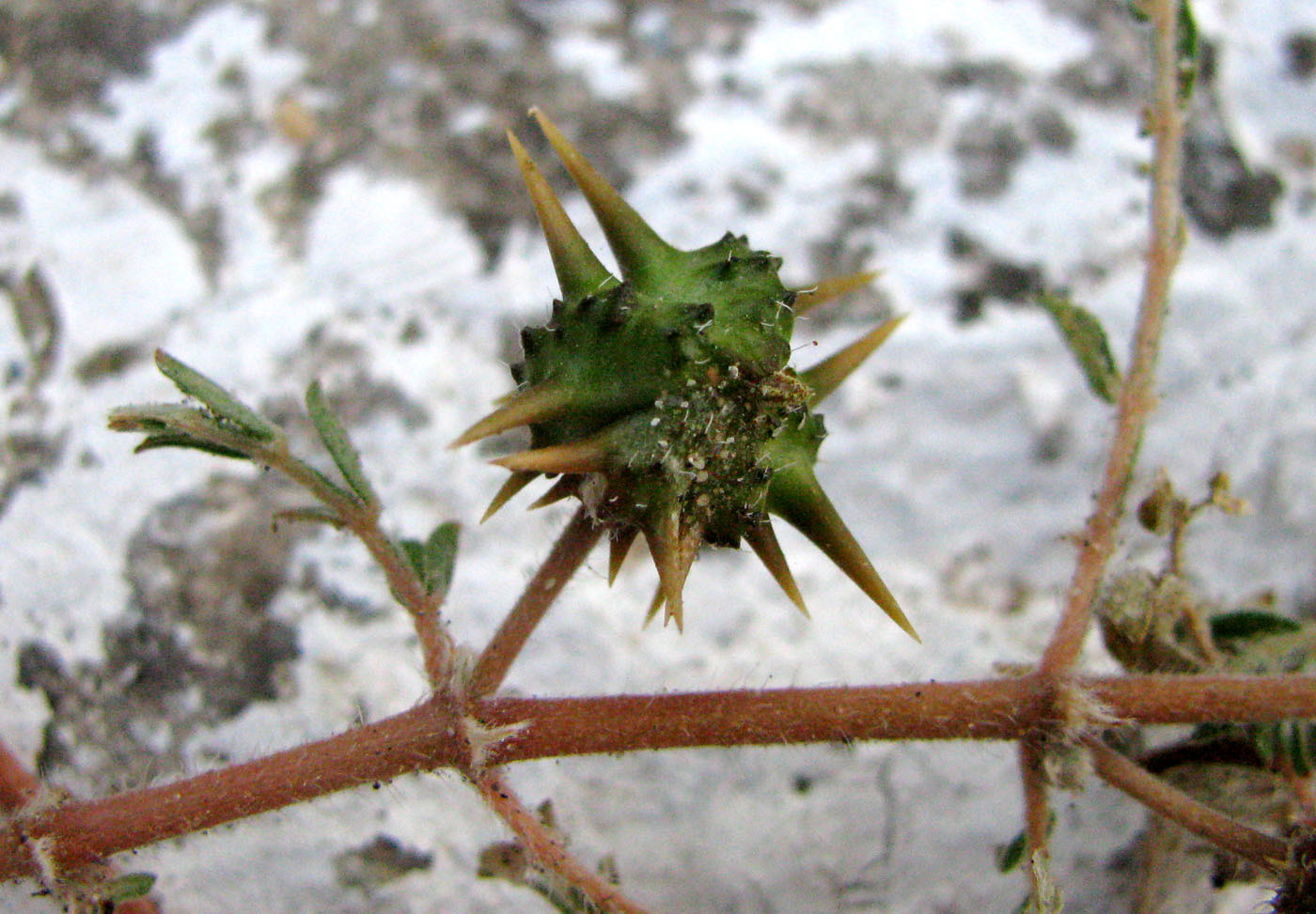 Image of Tribulus terrestris specimen.