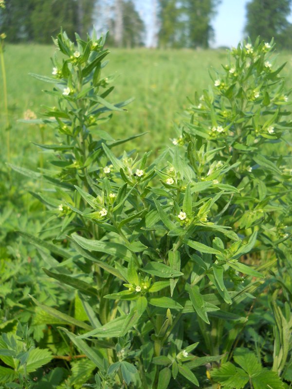 Image of genus Lithospermum specimen.