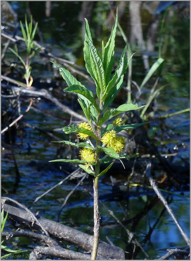 Изображение особи Naumburgia thyrsiflora.