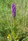 Dactylorhiza incarnata. Цветущее растение. Московская обл., Лотошинский р-н, окрестности дер. Савостино, пойма р. Русса. 13.06.2012.