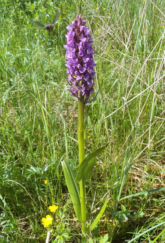 Изображение особи Dactylorhiza incarnata.