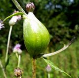 Cirsium setosum
